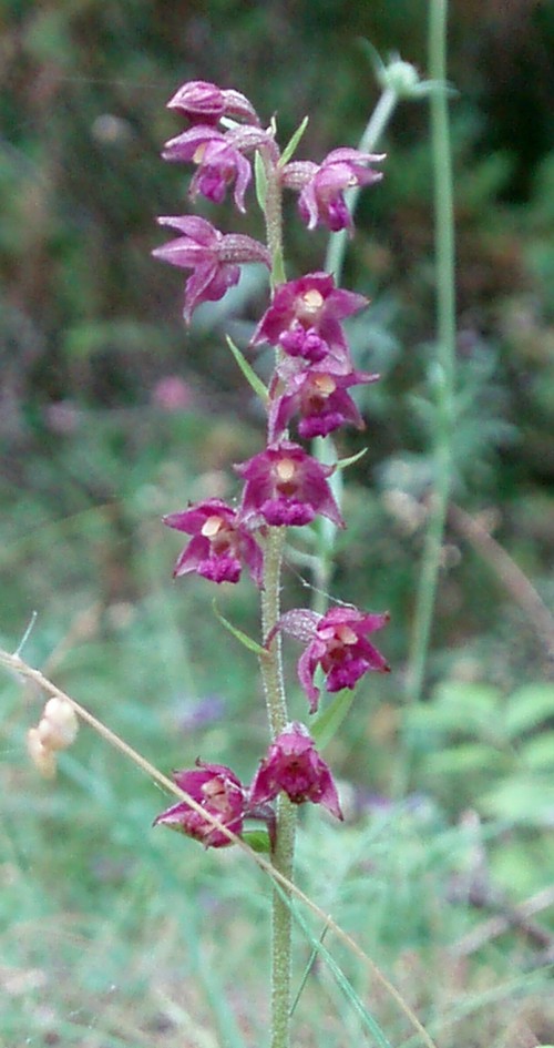 Da confirmare, Epipactis atrorubens?